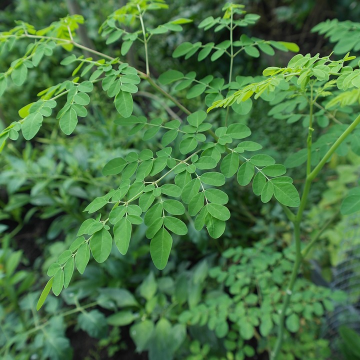 Moringa Oleifera: Dense in Nutrients